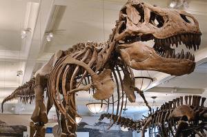 natural history